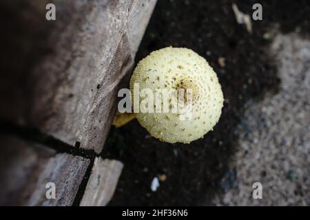 Blütentopf Sonnenschirm (Leucocoprinus birnbaumii) Fruchtkörper, der vom Boden einer Hauswand in Jinotega, Nicaragua, wächst. Stockfoto