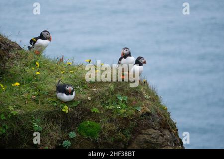 Der wunderschöne isländische Papageientaucher im Kap Dyrholaey, Südisland Stockfoto