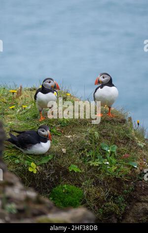 Der wunderschöne isländische Papageientaucher im Kap Dyrholaey, Südisland Stockfoto