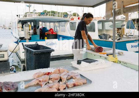 Fischerin schneidet und bereitet nachhaltig frisch gefangenen Thunfisch auf ihrem Stand im kleinen französischen Fischereihafen Sanary sur Mer, Cote d' Azur in Südfrankreich zu. 2014. Stockfoto