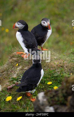 Der wunderschöne isländische Papageientaucher im Kap Dyrholaey, Südisland Stockfoto