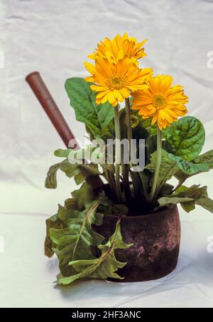 Gerbera jamesonii mit gelben Blüten, die in einem alten gusseisernen Kochtopf wachsen. Ein immergrüner Klumpen, der den ganzen Sommer über blüht. Stockfoto