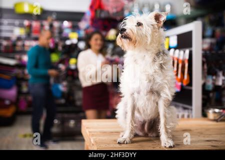 Porträt der Hund in der Nähe von verschiedenen Variation von Waren für Tiere in pet store Stockfoto