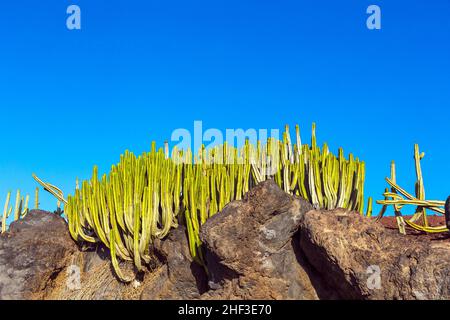 Grüner Kaktuspflanzen auf Küstenpromenade entlang Meer in Playa Blanca, Lanzarote, Kanarische Inseln, Spanien Stockfoto