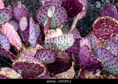 Cochenille Wollläuse auf Kakteen in Lanzarote Stockfoto