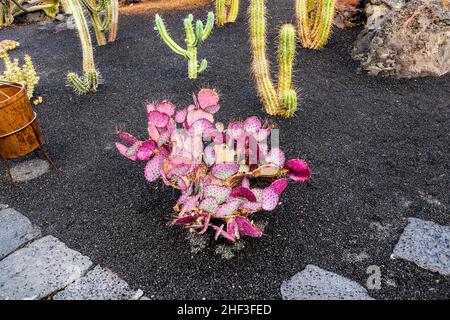 Cochenille Wollläuse auf Kakteen in Lanzarote Stockfoto