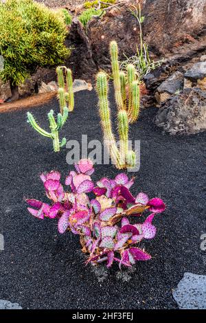 Cochenille Wollläuse auf Kakteen in Lanzarote Stockfoto