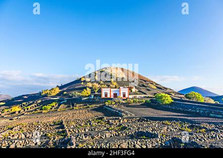 Weinberge in La Geria, Lanzarote, Kanarische Inseln, Spanien Stockfoto