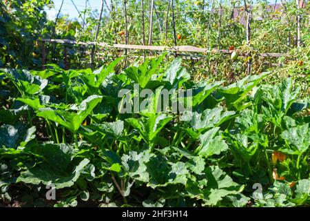 Kürbisplantage . Gemüsegarten im Sommer Stockfoto