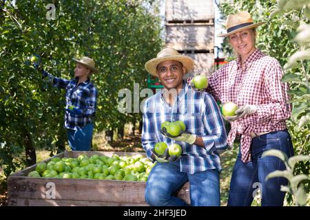 Bauern mit grünen Äpfeln zufrieden mit der Ernte Stockfoto