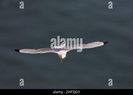 Schwarzbeiner-Kätzchen Rissa tridactyla, Erwachsener auf dem Flug, Seahouses, Northumberland, Großbritannien, Juni Stockfoto