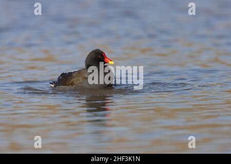 Moorhühner Gallinula chloropus, Baden im flachen Wasser für Erwachsene, Slimbridge, Gloucestershire, Großbritannien, Februar Stockfoto