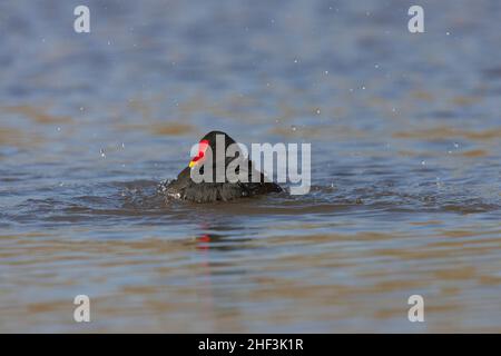 Moorhühner Gallinula chloropus, Baden im flachen Wasser für Erwachsene, Slimbridge, Gloucestershire, Großbritannien, Februar Stockfoto