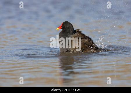 Moorhühner Gallinula chloropus, Baden im flachen Wasser für Erwachsene, Slimbridge, Gloucestershire, Großbritannien, Februar Stockfoto