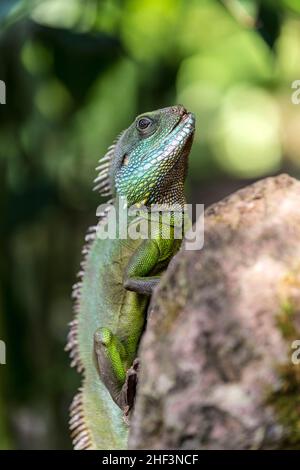 Eidechse auf einem Felsen in der tropischen Bereich Uhren die Szene Stockfoto