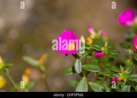 Garten mit bekannten Blumen in 11 Stunden (Portulaca grandiflora) in Rio de Janeiro. Stockfoto