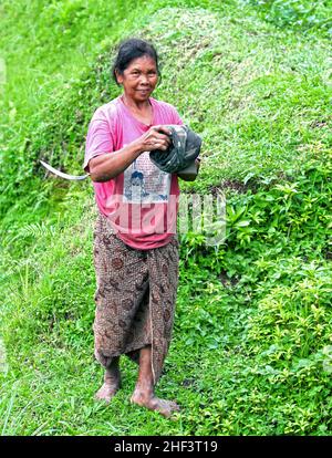 Eine Bäuerin, die in den Reisfeldern in Tegalallang in Ubud, Bali, Indonesien, arbeitet Stockfoto