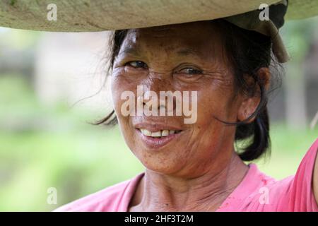 Eine Bäuerin, die in den Reisfeldern in Tegalallang in Ubud, Bali, Indonesien, arbeitet Stockfoto