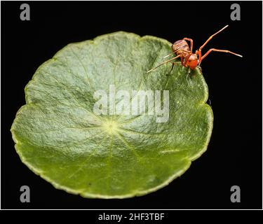 Das Leben von kleinen Insekten im Park in Ho Chi Minh Stadt Stockfoto