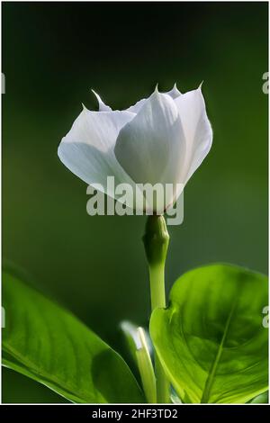 Schöne Wildblumen im Park von Ho Chi Minh City, Vietnam Stockfoto