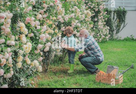 Pflege und Bewässerung der Blumenrose. Großvater mit Enkel gärtnern zusammen. Pflanzen anbauen. Frühling und Sommer. Niedlicher kleiner Junge, der Blumen in Wasser gießt Stockfoto