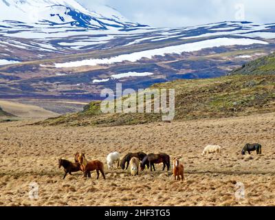 Islandpferde in ländlichen Landschaft mit schneebedeckten Bergen Stockfoto