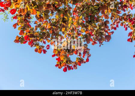 Verläßt bei Haselnuss Baum in der intensiven roten Farbe und blauer Himmel Stockfoto