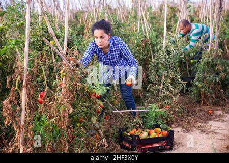 Junge Bäuerin, die Tomaten auf dem Feld erntet Stockfoto