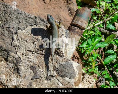 Lizard am unteren Trail in Iguazu National Park, Argentinien Stockfoto