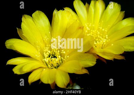 Lobivia aurea (Britton & Rose) Backeb. goldgelbe Blüte ist Echinopsis in tropischen bei Argentinien gefunden. Es Pflanzenart Kaktus (Kakteen) haben 2 Strömung Stockfoto