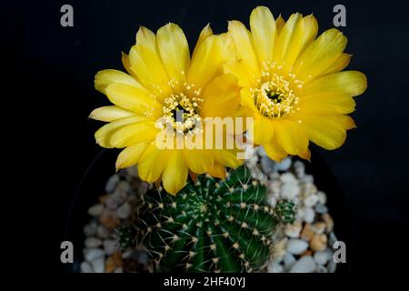 Lobivia aurea (Britton and Rose) Backeb. Goldgelbe Blüte ist Echinopsis in tropischen Argentinien gefunden. Es Pflanzenart Kakteen (Kakteen) haben 2 Blüten Stockfoto