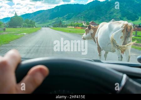 Blick aus dem Auto auf eine gehörnte Kuh, die auf einer asphaltierten Straße läuft Stockfoto