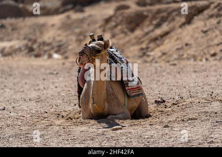 Kamel in der Wüste von Ägypten. Tiermissbrauch. Tierschutzkonzept. Stockfoto