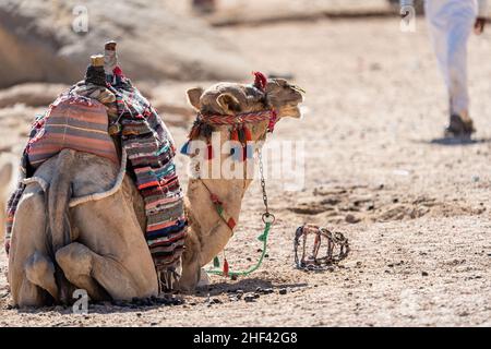 Kamel in der Wüste von Ägypten. Tiermissbrauch. Tierschutzkonzept. Stockfoto