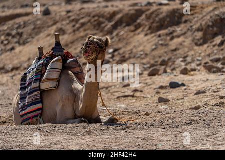 Kamel in der Wüste von Ägypten. Tiermissbrauch. Tierschutzkonzept. Stockfoto