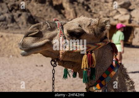 Kamel in der Wüste von Ägypten. Tiermissbrauch. Tierschutzkonzept. Stockfoto