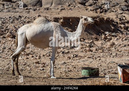 Kamel in der Wüste von Ägypten. Tiermissbrauch. Tierschutzkonzept. Stockfoto