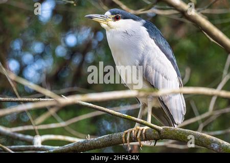 Schwarzer Nachtreiher (Nycticorax nycticorax) in Jacksonville, Florida. (USA) Stockfoto