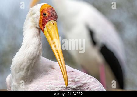 Gelber Storch (Mycteria ibis) im Vogelhaus des River Valley im Jacksonville Zoo and Gardens in Jacksonville, Florida. (USA) Stockfoto