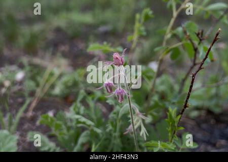 Raucharchen, Wildblume, Geum triflorum, rosig, zart, Nickende Blüten, dunkelrosa, korallenfarbig, klein, behaart, Pflanze, Blume, Blüte, Rosa Stockfoto