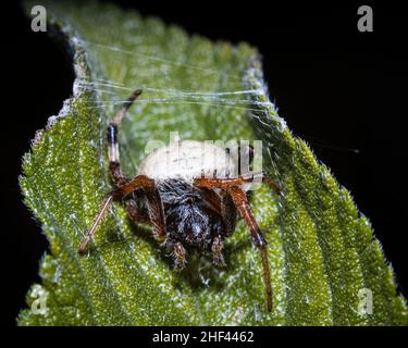 Makro-Nahaufnahme einer Spinne auf einem Blatt Stockfoto