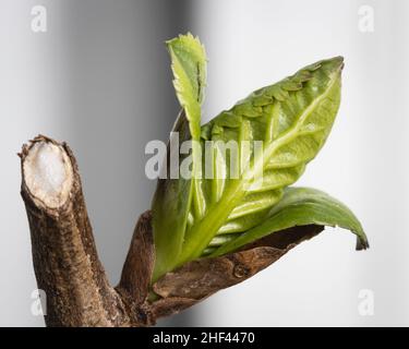 Makro-Nahaufnahme von Lamellen auf einem Zweig Stockfoto