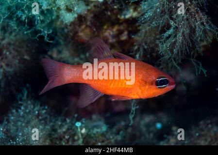 Mediterraner Kardinalfisch Apogon imberbis Stockfoto