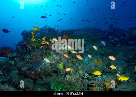 Verlorenes Geisterfischernetz Apo Island Philippinen Stockfoto