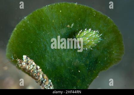 kleines-blatt-schafe-nacktschnecke-costasiella-kuroshimae