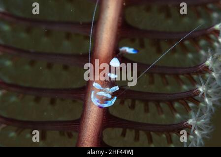 Prächtige Anemone Shrimp Ancylomenes magnificus Stockfoto