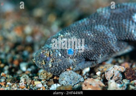 Meeresfadenschlange Acrochordus granulatus Stockfoto