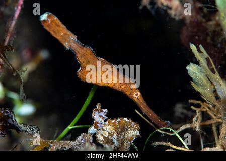 Robuste Geisterpfeifenfisch Solenostomus cyanopterus Stockfoto