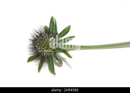 Geblühter Samenkugel aus Scabiosa-Nadelkissenblüten auf weißem Hintergrund Stockfoto