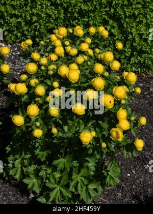 Die gelbe Globeflower Trollius europaeus blüht im Frühjahr in einem Garten Stockfoto